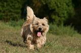 CAIRN TERRIER 523